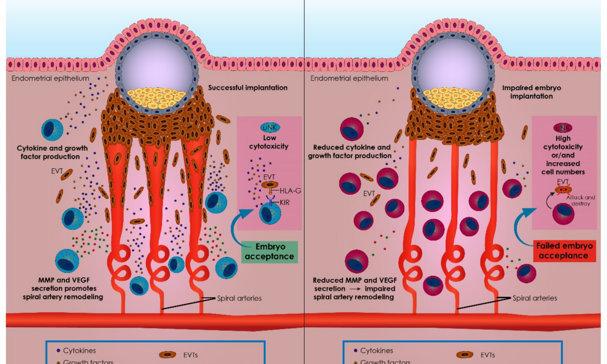 Immuntherapie bei Kindeerwunsch