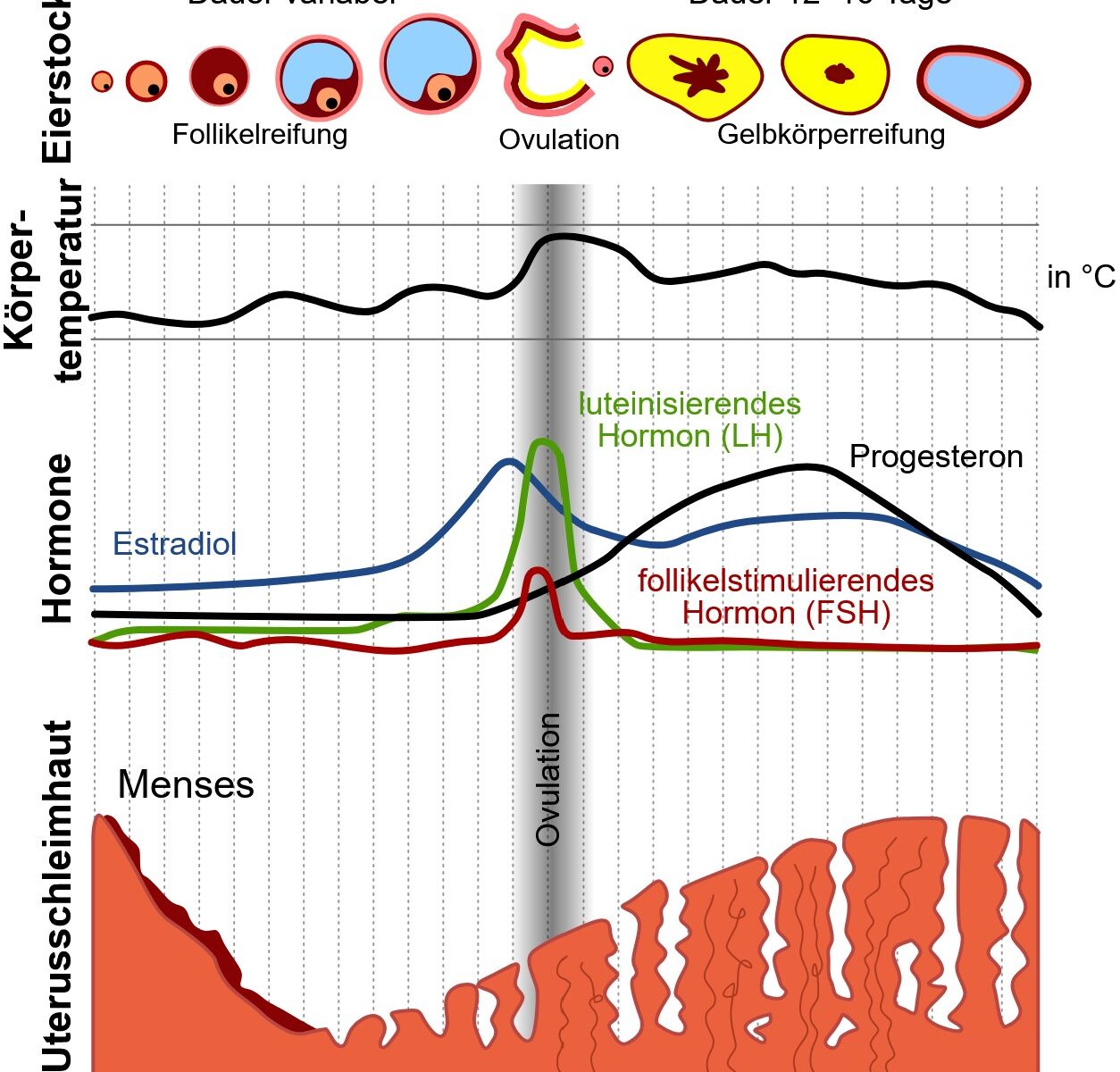 Hormonspiegel im weiblichen Zyklus